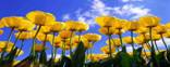 UFlower_004_Y_Tulip