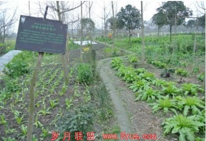 李学友图文并茂的生态蔬菜生长“微博直播”