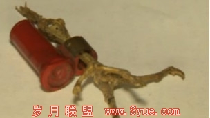 信鸽腿骨