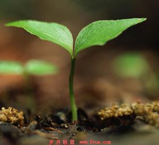 谷歌2012投资图谱:锁定移动应用生命科技等六行业