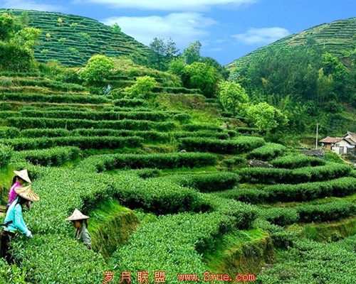 从绝望到逆转:年薪30万硕士创业卖茶叶